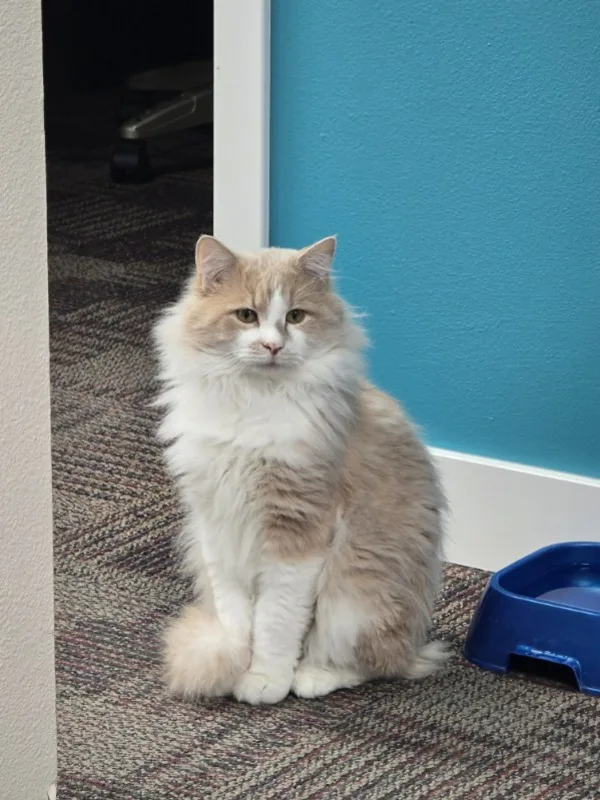 Oliver the Cat &mdash; Gering Valley Plumbing & Heating team member